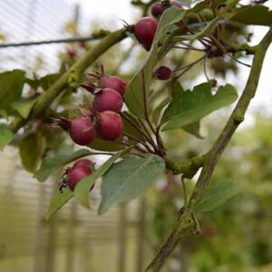 Malus × moerlandsii 'Profusion' 12-14 HS